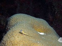 Peppermint Goby